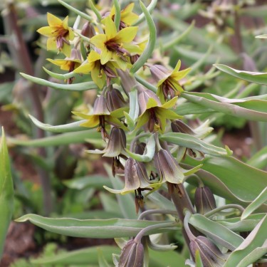 Fritillaria sewerzowii 'Green Eyes'