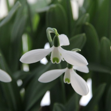 Galanthus 'Mount Everest'