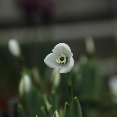 Galanthus 'Polar Bear'