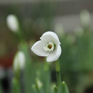 Galanthus 'Polar Bear'