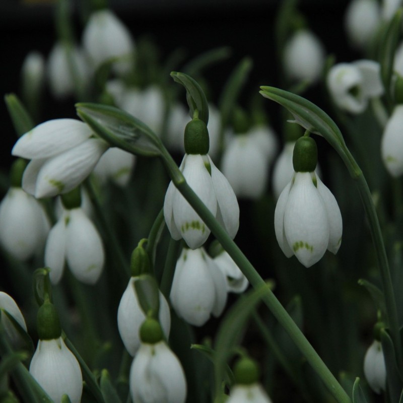 Galanthus 'Snow Fox'