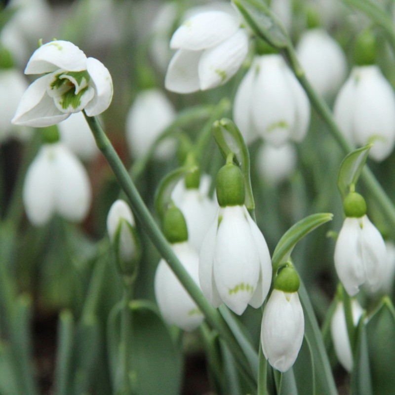 Galanthus 'Snow Fox'