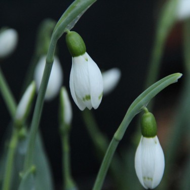 Galanthus 'Snow Fox'