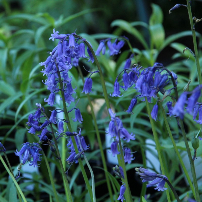 Hyacinthoides non-scripta
