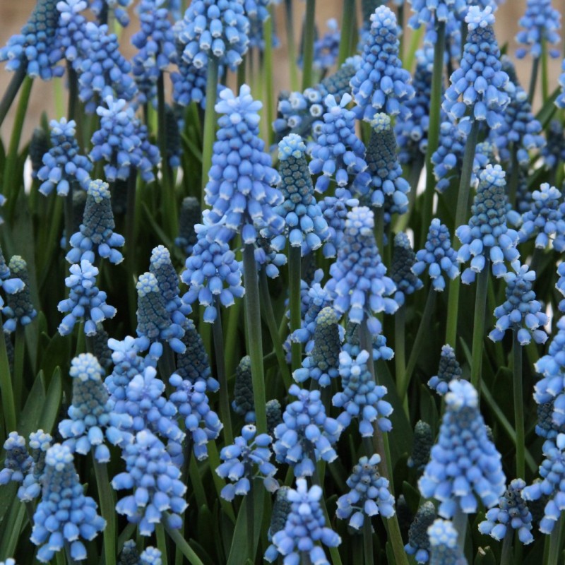 Muscari aucheri 'Blue Magic' 