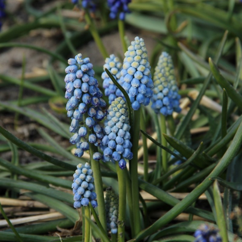 Muscari armeniacum 'Manon'