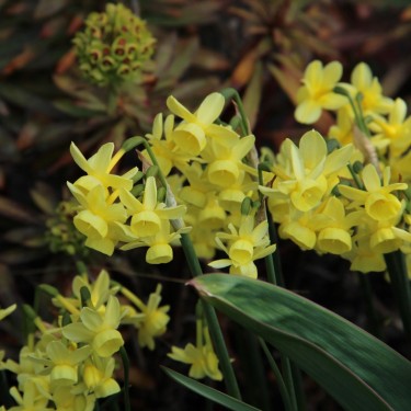 Narcissus 'Angel's Whisper'
