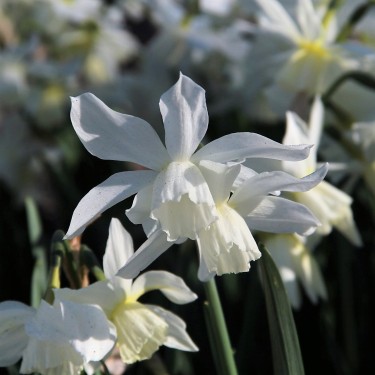 Narcissus 'Thalia'