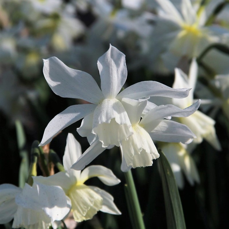 Narcissus 'Thalia'