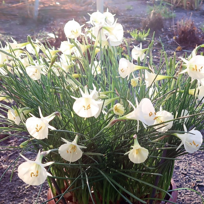 Narcissus 'Arctic Bells'