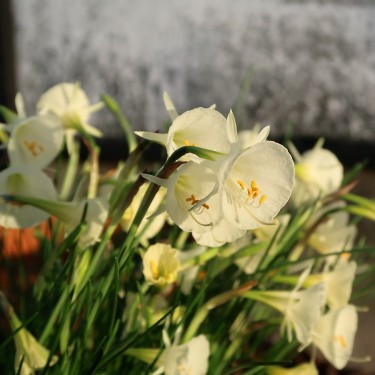 Narcissus 'Arctic Bells'