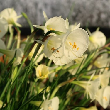 Narcissus 'Arctic Bells'
