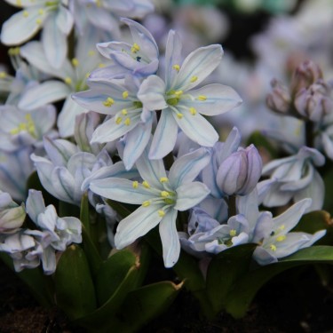 Scilla mischtschenkoana 'Tubergeniana'