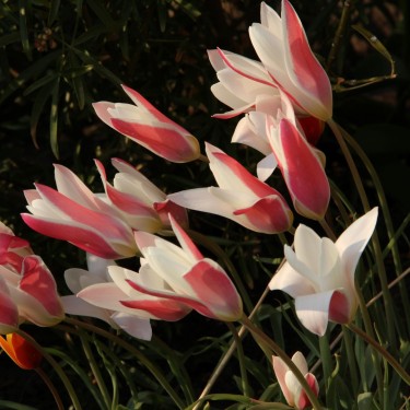 Tulipa clusiana 'Lady Jane'