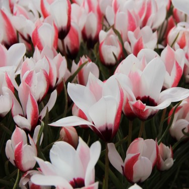 Tulipa clusiana 'Chitral Vale'