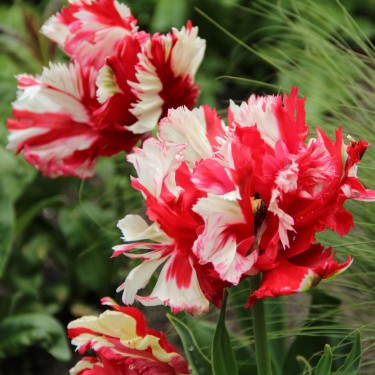 Tulipa 'Estella Rijnveld'