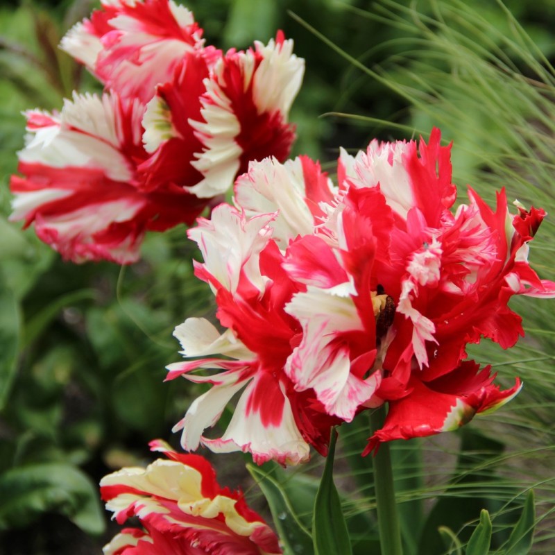 Tulipa 'Estella Rijnveld'