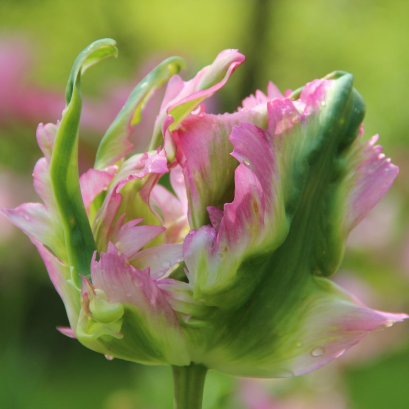 Tulipa 'Green Wave'