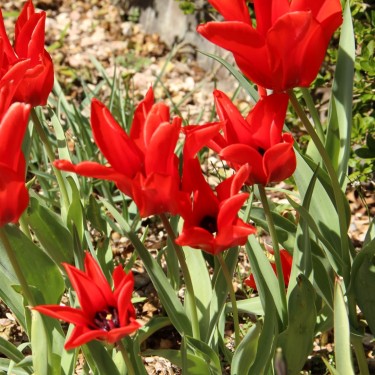Tulipa ingens