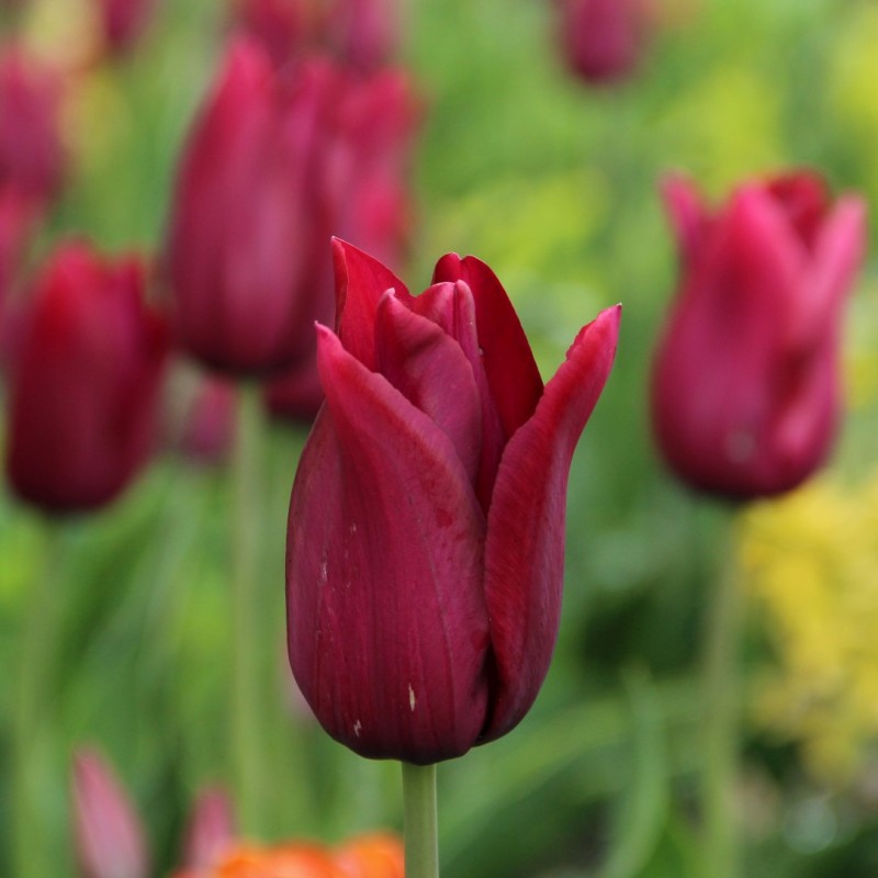 Tulipa 'Merlot'