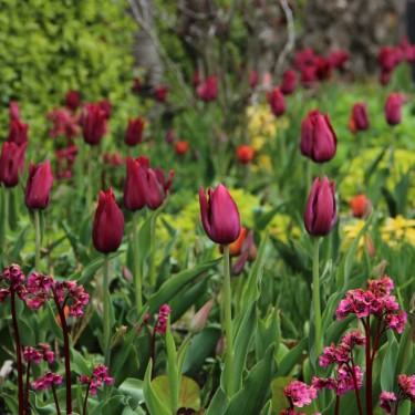Tulipa 'Merlot'