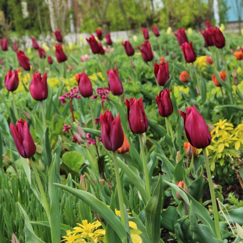 Tulipa 'Merlot'