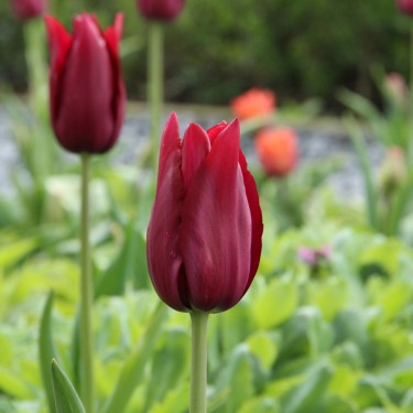Tulipa 'Merlot'