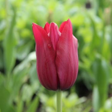 Tulipa 'Merlot'