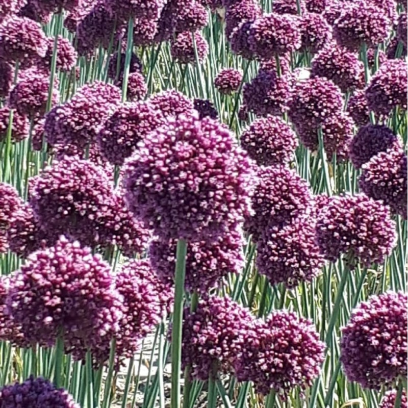 Allium ampeloprasum 'Purple Mystery'