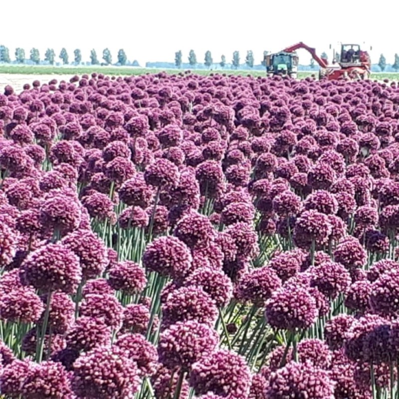 Allium ampeloprasum 'Purple Mystery'