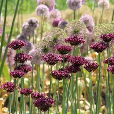 Allium atropurpureum
