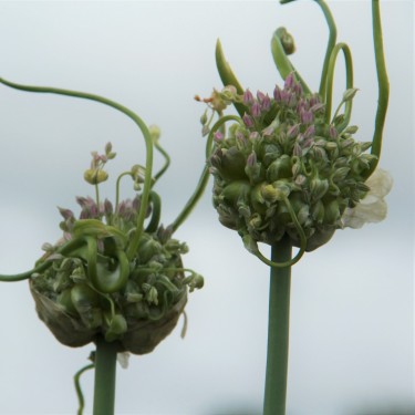 Allium ampeloprasum 'Green Drops'