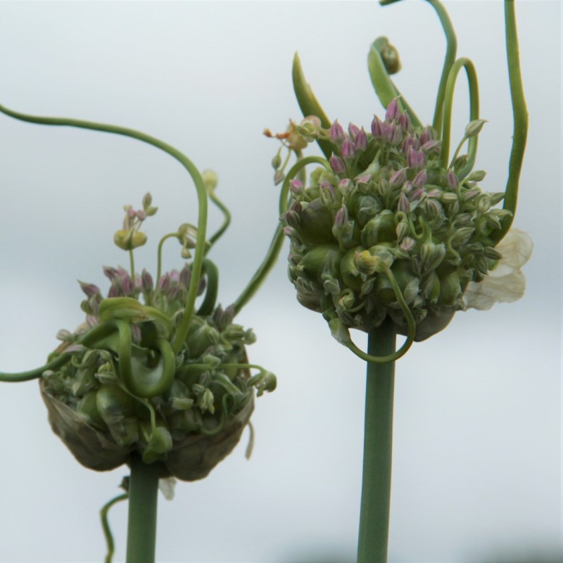 Allium ampeloprasum 'Green Drops'