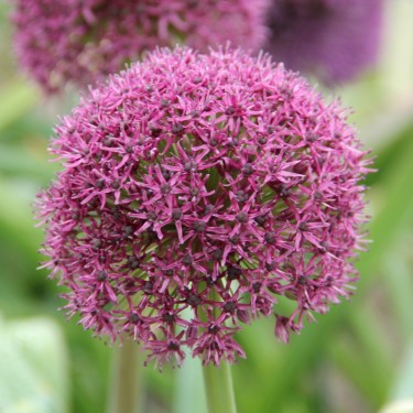 Allium 'Ostara'