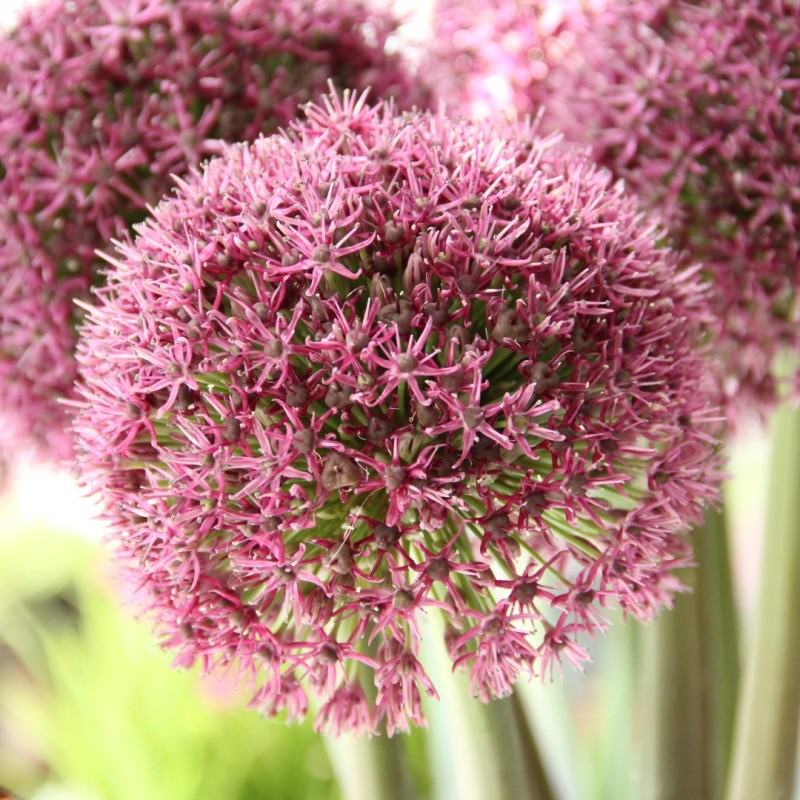Allium 'Ostara'