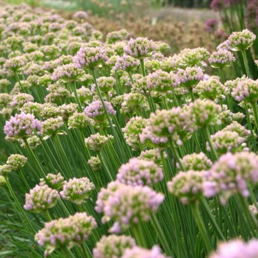 Allium 'Sugar Melt'