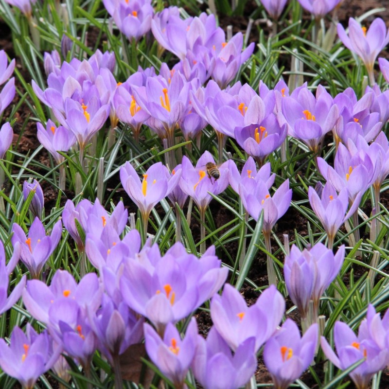 Crocus etruscus 'Zwanenburg'