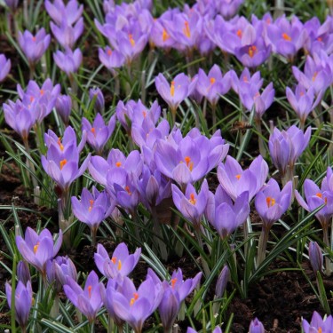 Crocus etruscus 'Zwanenburg'