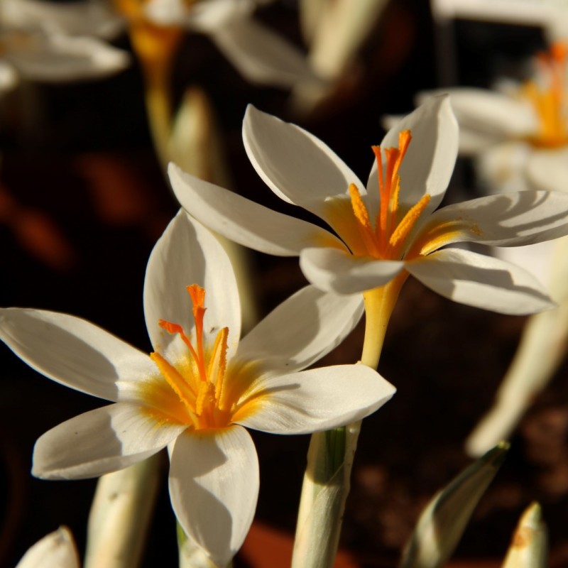 Crocus sieberi 'Bowles' White'