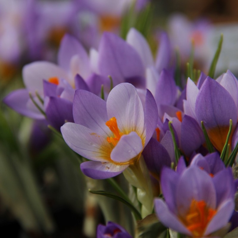 Crocus sieberi 'Firefly' Crocus sieberi 'Firefly'