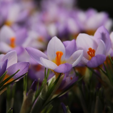 Crocus sieberi 'Firefly' Crocus sieberi 'Firefly'