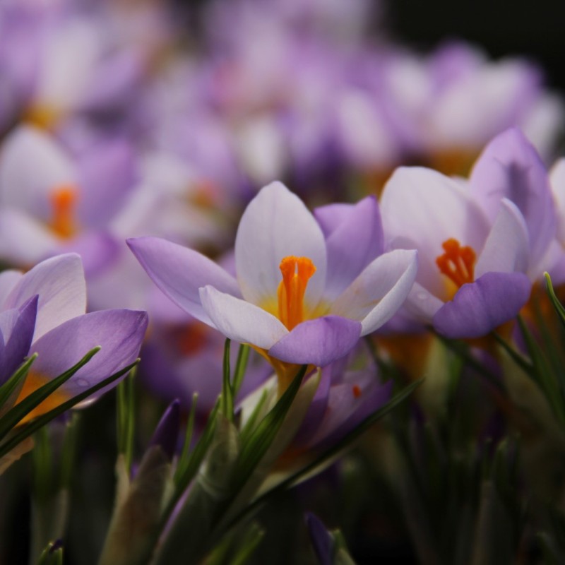 Crocus sieberi 'Firefly' Crocus sieberi 'Firefly'