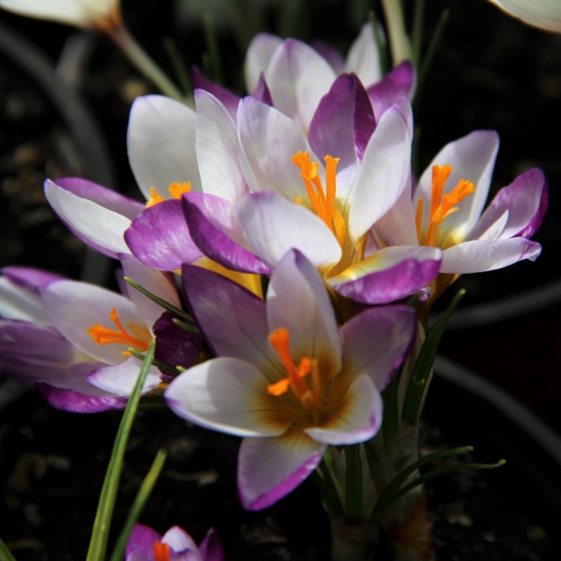 Crocus sieberi 'Hubert Edelsten'