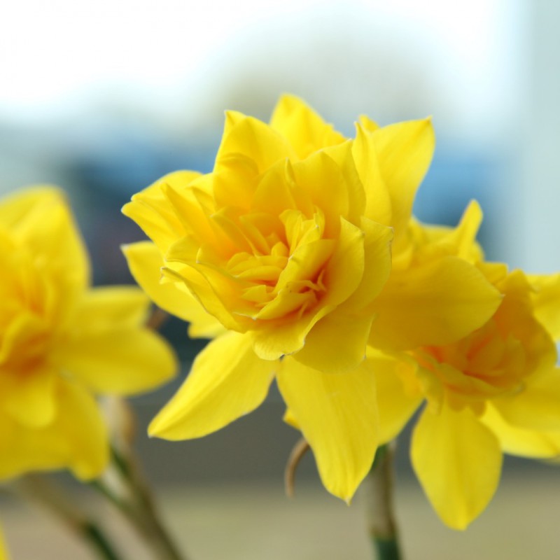 Narcissus x odorus 'Plenus'