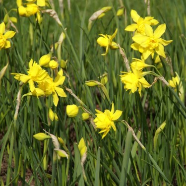Narcissus x odorus 'Plenus'