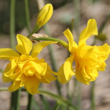 Narcissus x odorus 'Plenus'