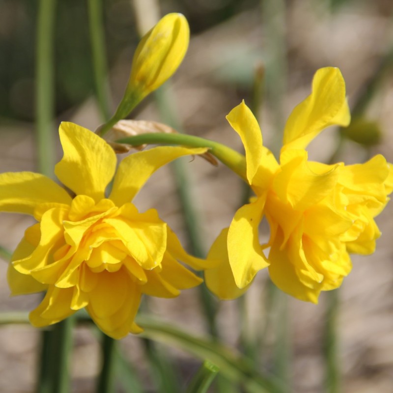 Narcissus x odorus 'Plenus'
