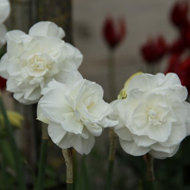 Narcissus 'Santa Claus'
