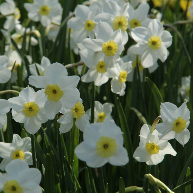 Narcissus 'Segovia'