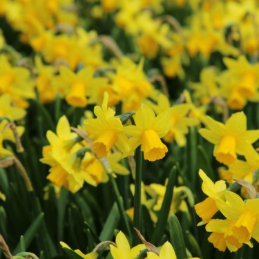 Narcissus 'Tête-à-Tête'